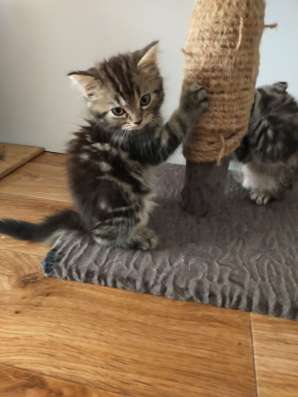 Шотландские котята фото 15