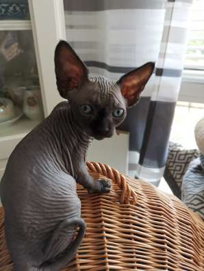 Котята Канадского Сфинкса фото 3