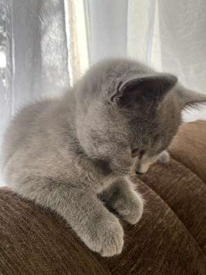 Игривый котик