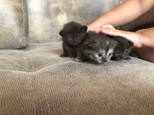 Британские котята