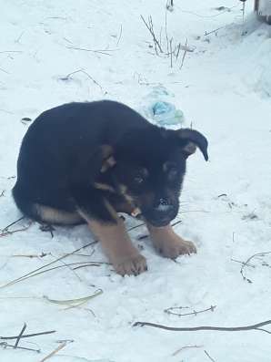 Отдам даром в Нижнем Новгороде фото 6