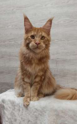 Maine coon. Kitten