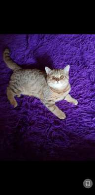 Кошка шотландская