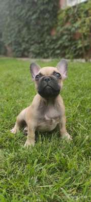 Französische Bulldogge Welpen фото 3