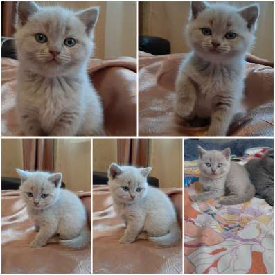 Шотландские котята фото 7