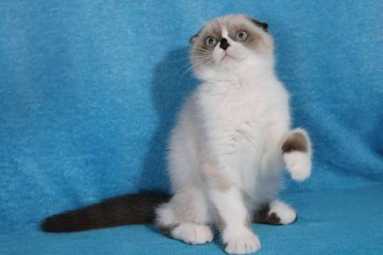 Scottish Fold
