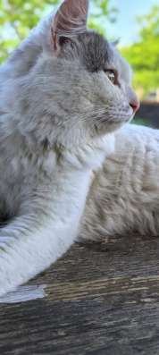 Кот в добрые руки