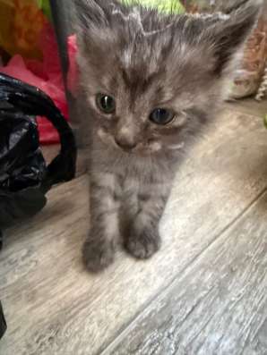 В добрые руки котик