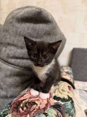 Котята в добрые руки ! в Москве фото 7