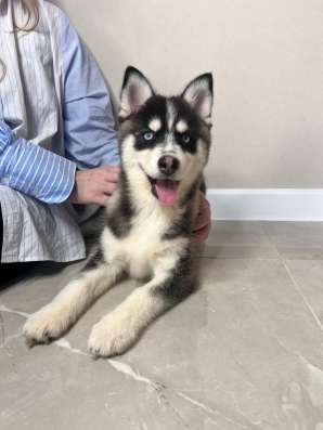 Щенки Помски Pomsky puppies в Москве фото 13