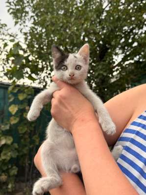 Котята в Кургане фото 4