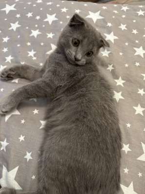 Шотландский кот
