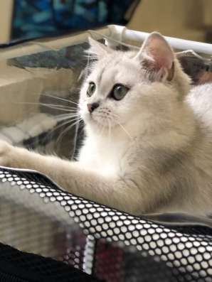 Котик продажа в Ростове-на-Дону