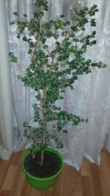 Продам фикус Барок
