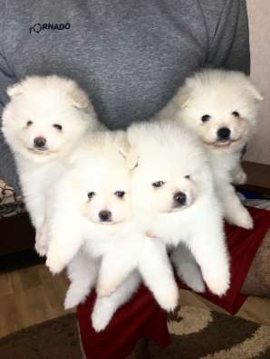 Померанский шпицы