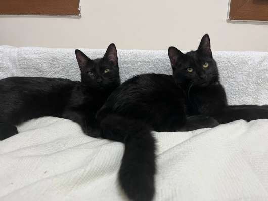 Отдаем котят в хорошие руки !
