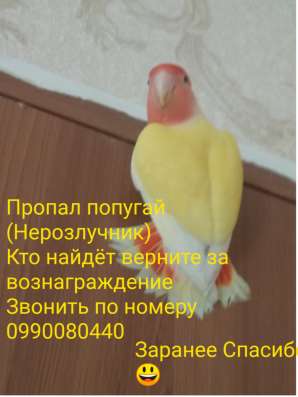 Пропал попугай