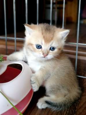 Котята. Золотые шиншиллы в Москве фото 5