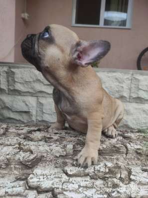 Französische Bulldogge Welpen