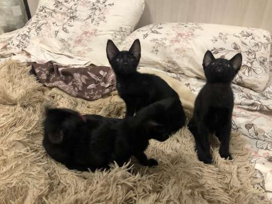 Ориентальные котята