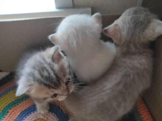 Котята британской кошечки в Томске фото 3