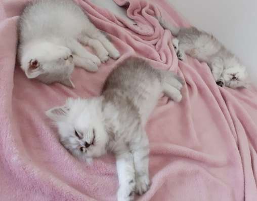 Британские котята фото 4