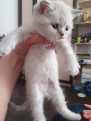 Котята шотландцы фото 5