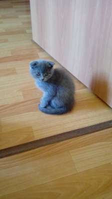 Британские котята в Красноярске фото 7