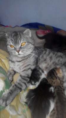 Отдам котят
