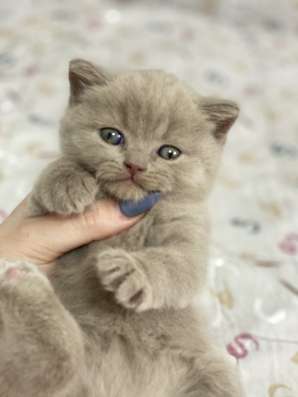 Продам британских котят фото 3