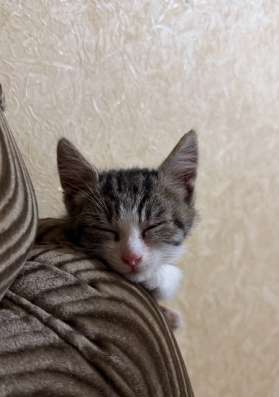 Котенок в добрые руки мальчик в Невинномысске