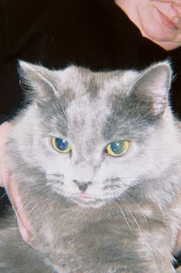 Котик
