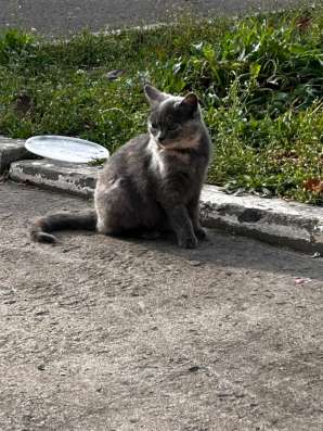 Котенок в хорошие руки