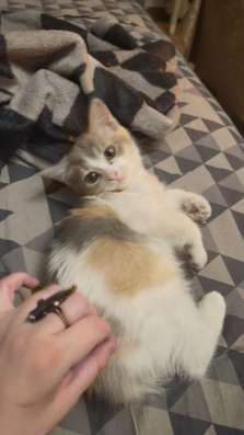 Шотландские котята фото 7