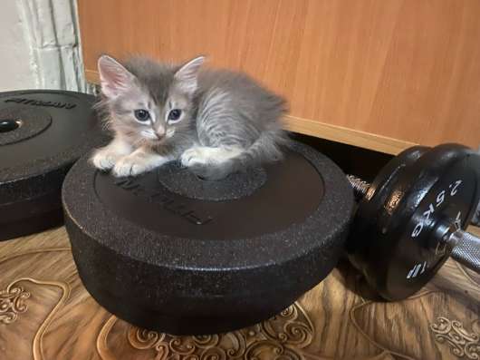Отдам котенка