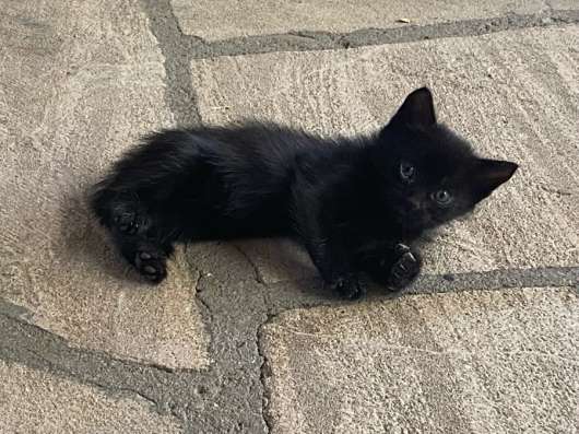 Котята