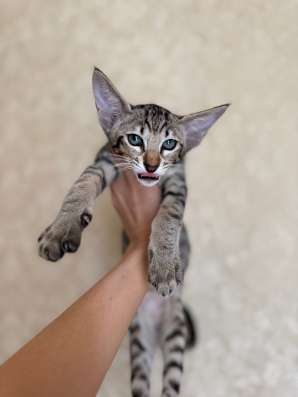 Ориентальный котенок в Краснодаре фото 6