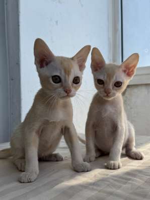 Бурманский котенок в Красноярске фото 4