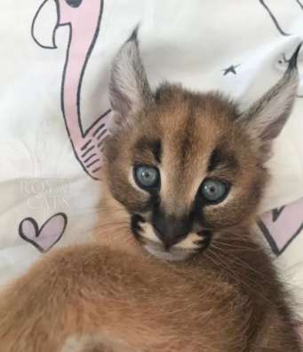 Экзотические кошки