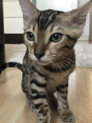 Продаю бенгальского котёнка ♥️