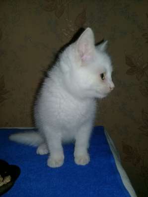 Котенок Марсель в дар