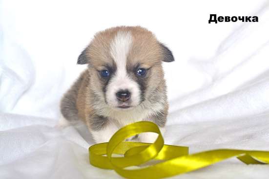 Щенки вельш корги пемброк