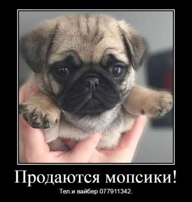 Продаются щенки королевского мопса! фото 11