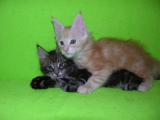 Котята породы Мейн-Кун мальчики и девочки