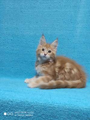 Котики мей-кун из питомника в Владимире фото 23