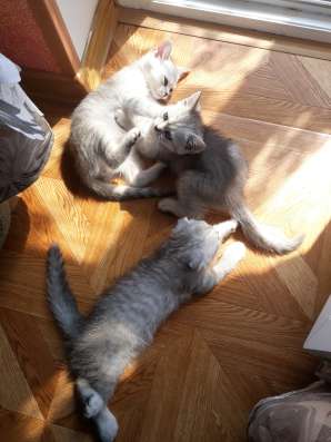 Продаю шотландских котят в Судаке
