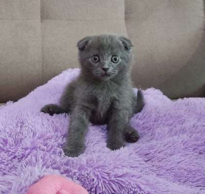 Британские котята фото 4