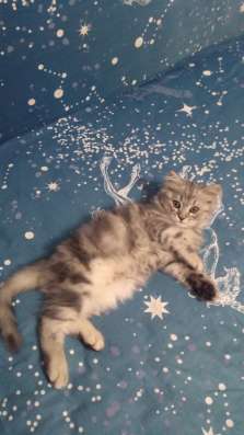Шотландские котята в Темрюке фото 3