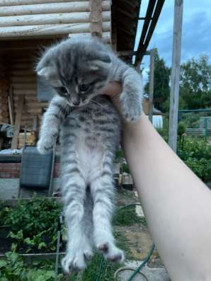 Котята 3 штуки, вислоухие в Казани фото 8