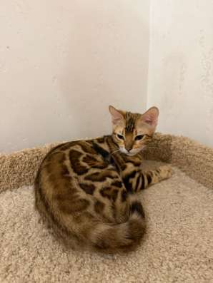 Бенгальские котята